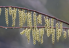 Stachyurus himalaicus