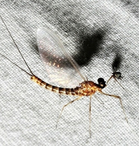 Fragile Flat-headed Mayfly