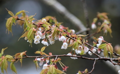 Prunus transarisanensis