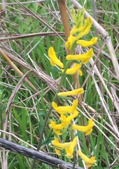 Corydalis curvisiliqua
