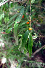 Blepharocalyx salicifolius