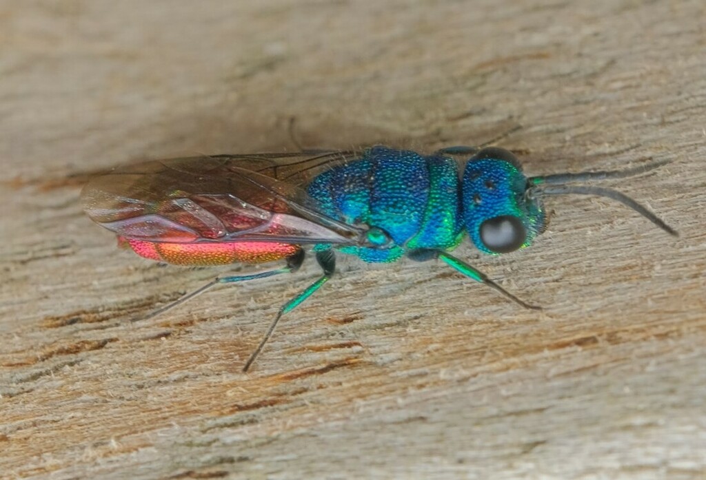 Chrysis terminata from Lindhorst, Deutschland on May 7, 2022 at 03:13 ...