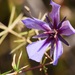 Platytheca juniperina - Photo 由 Keith Morris 所上傳的 (c) Keith Morris，保留部份權利CC BY-NC
