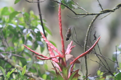 Lampornis amethystinus