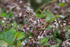 Petasites formosanus