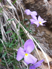 Viola bertolonii