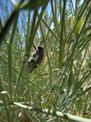 Julodis humeralis