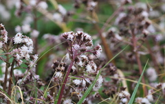 Petasites formosanus