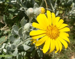 Senecio crassiflorus