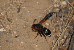 Hypodynerus chiliensis