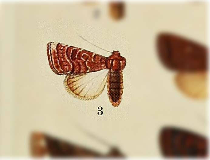 Hypotrix leucopera