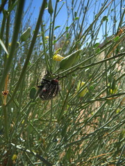 Julodis humeralis