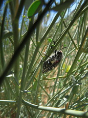 Julodis humeralis