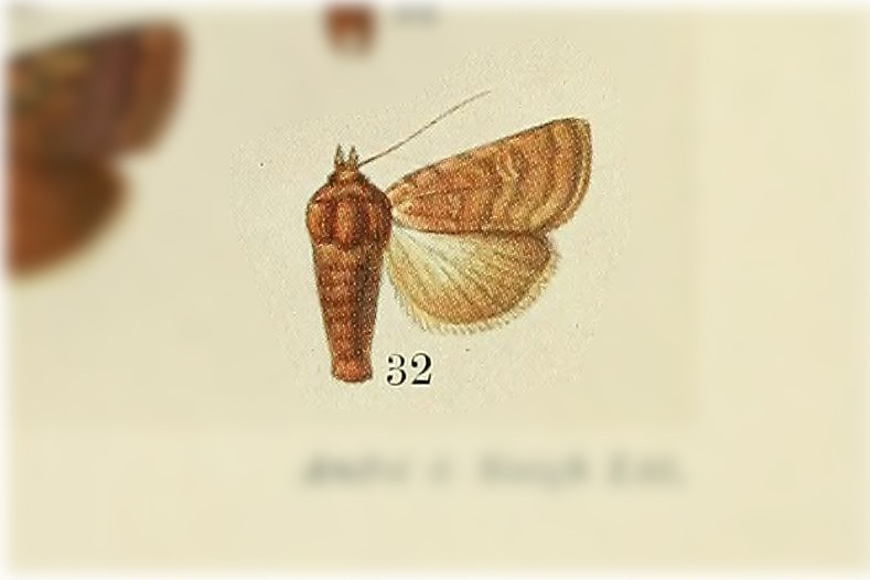 Pseudorthodes iole