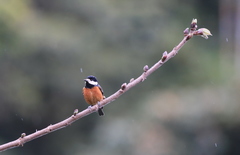 Sittiparus castaneoventris