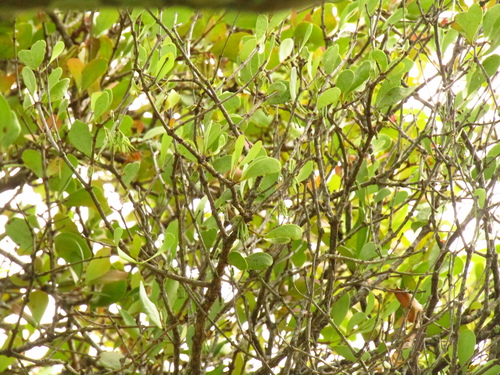 Image of Amyema conspicua by (c) Samuel Frankel, some rights reserved (CC BY)
