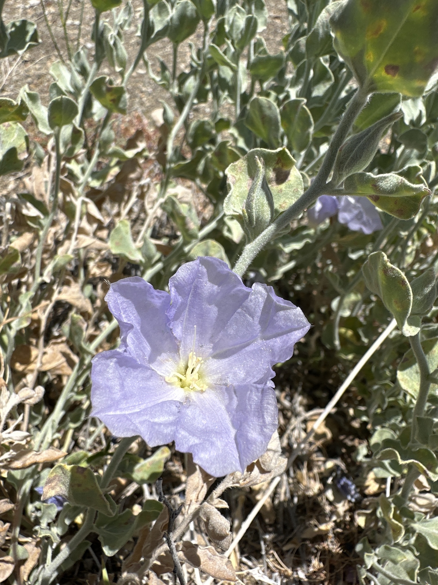 Bonamia ovalifolia