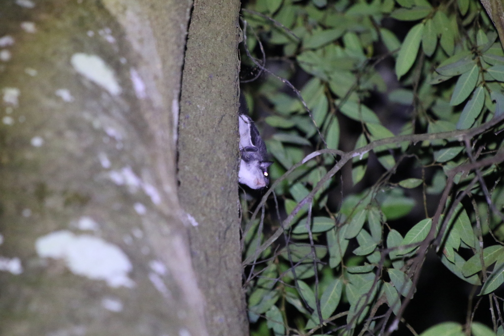 Particolored Flying Squirrel in March 2021 by 15721196805 · iNaturalist