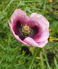Papaver somniferum setigerum