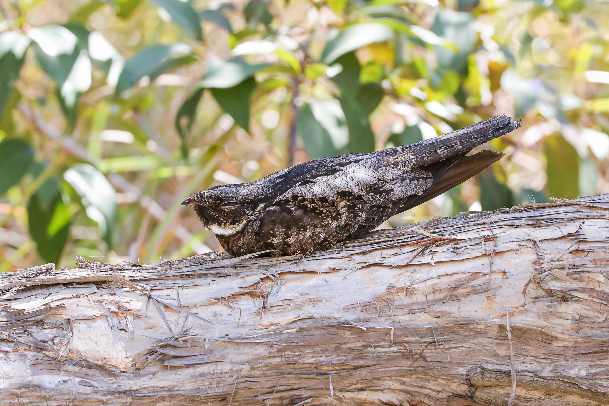White-throated Nightjar illustration