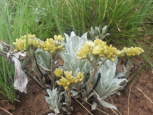 Image of Helichrysum oreophilum by (c) Ben Costamagna, some rights reserved (CC BY)