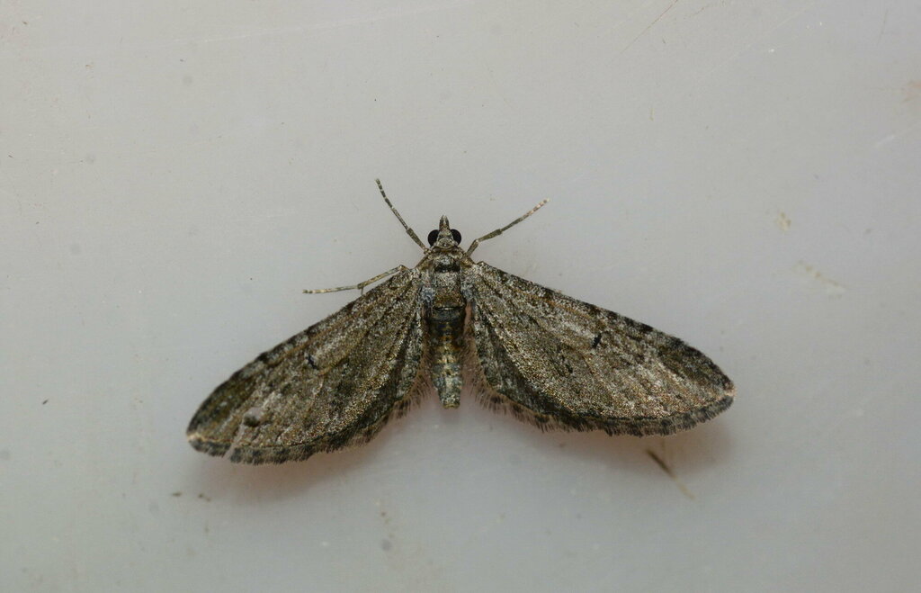 Eupithecia corroborata