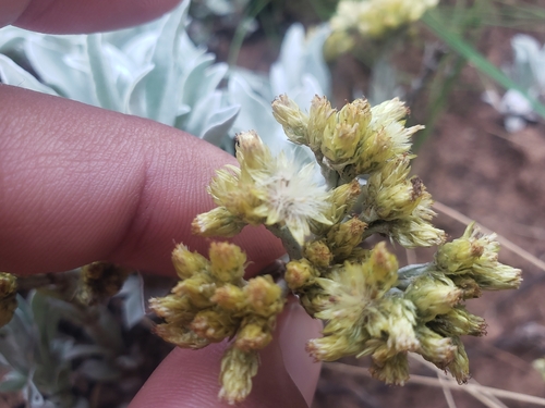 Image of Helichrysum oreophilum by (c) Ben Costamagna, some rights reserved (CC BY)