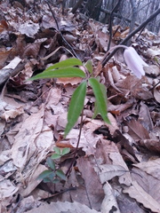 Anemonoides trifolia