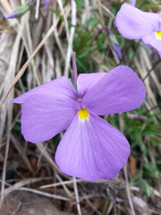 Viola bertolonii