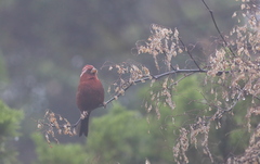 Carpodacus formosanus