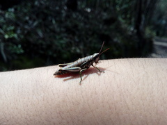 Agesander ruficornis