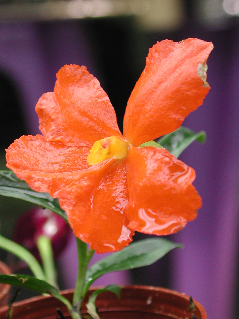 Neocogniauxia