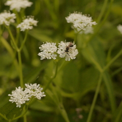 Valerianella chenopodifolia
