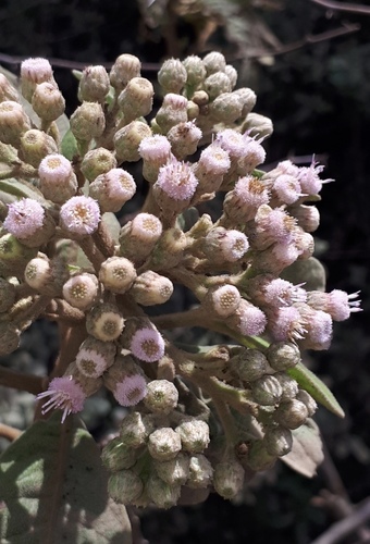 Pluchea carolinensis