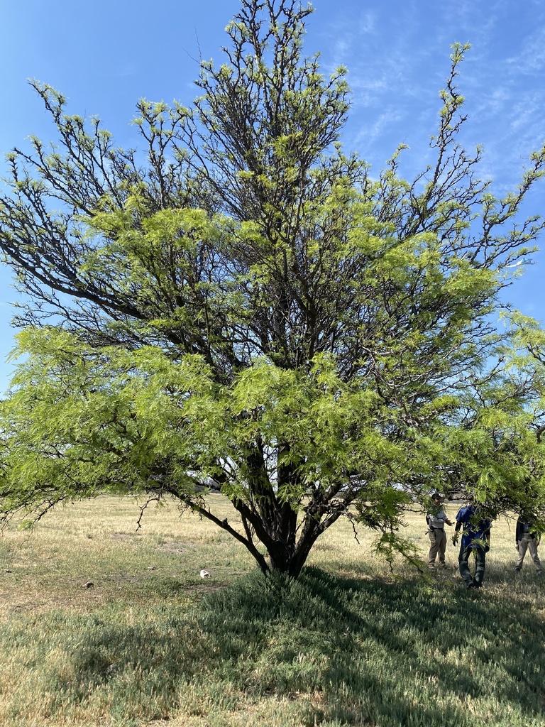 Prosopis flexuosa DC. 2