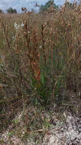 Watsonia humilis, photograph 4