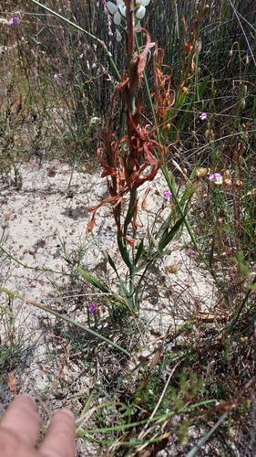 Watsonia humilis, photograph 6