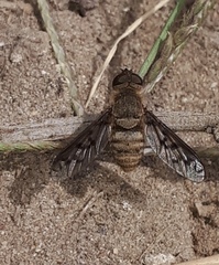 Neodiplocampta