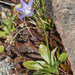 Wahlenbergia saxicola - Photo (c) Tindo2, some rights reserved (CC BY-NC)