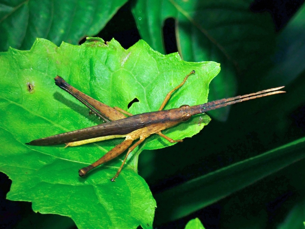 Pyrgophlaeoba