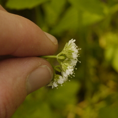 Valerianella chenopodifolia