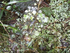 Coprosma rubra