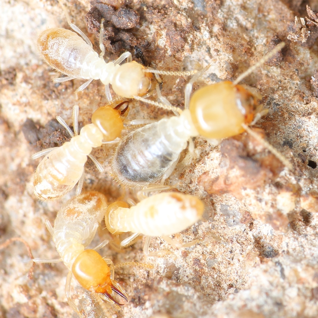 Ancistrotermes