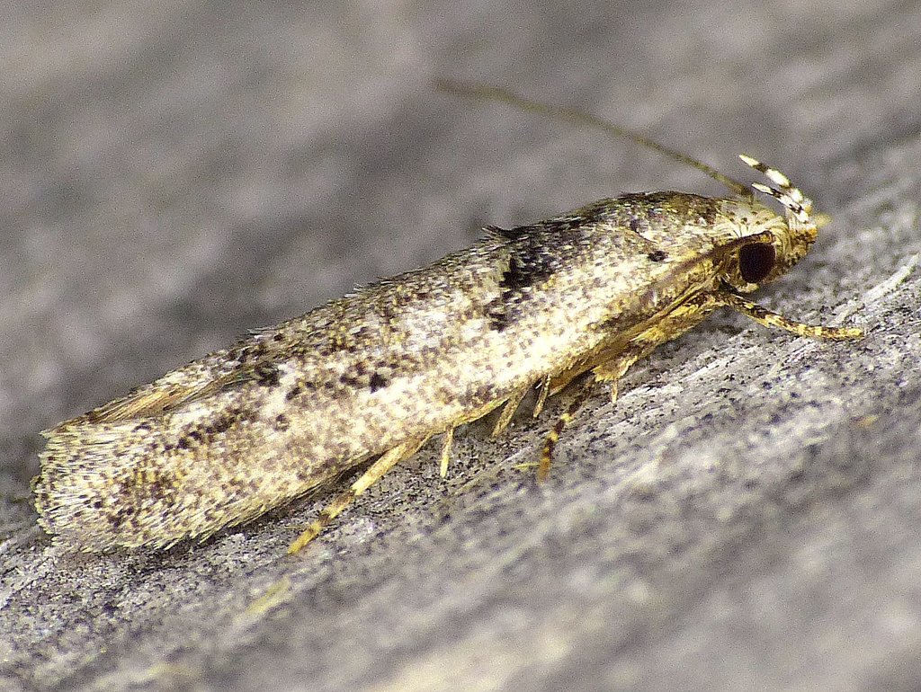 Sinoe robiniella