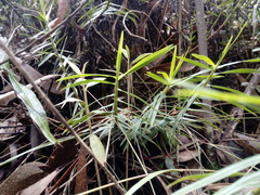 Maxillaria graminifolia
