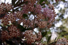 Tessaria integrifolia