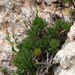 Maltese Rock-Centaury - Photo (c) Ron Frumkin, some rights reserved (CC BY-NC), uploaded by Ron Frumkin