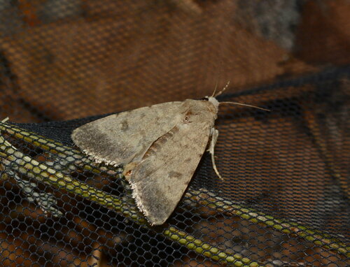 Caradrina bactriana