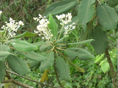 Saurauia tomentosa