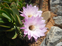 Echinopsis oxygona